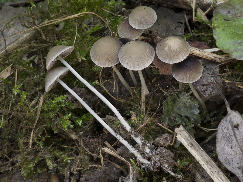 Psathyrella supernula